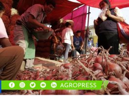 Cebolla roja alcanza su precio más alto en la historia cebolla