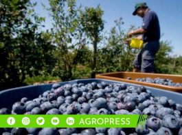 Micro, pequeñas y medianas empresas conforman el 32% de las exportadoras de arándanos en Perú arándanos