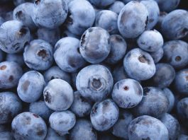 Variedades de arándanos de última generación: un impulso al rendimiento y la calidad arándanos