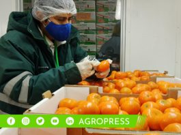 Perú alcanza la exportación de 209,567 toneladas de cítricos en la campaña 2023 toronja