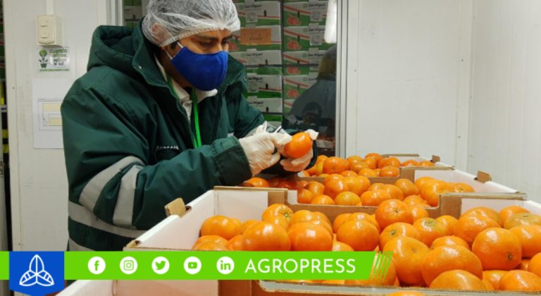 Perú alcanza la exportación de 209,567 toneladas de cítricos en la campaña 2023