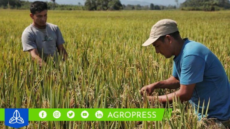 Piura, Amazonas y San Martín lideran con el 83.2% de la producción nacional de arroz cáscara en julio de 2023