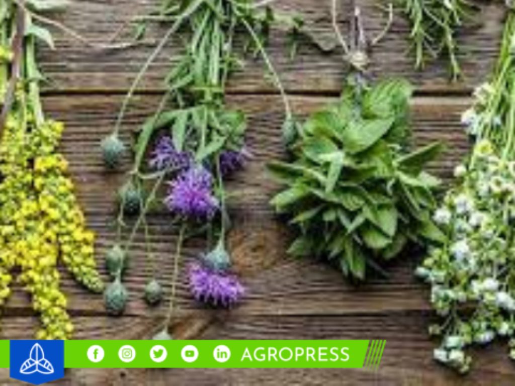 plantas medicinales