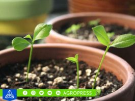 ¿Cómo plantar un árbol de limones en casa? Estos son los cuidados que debes tener