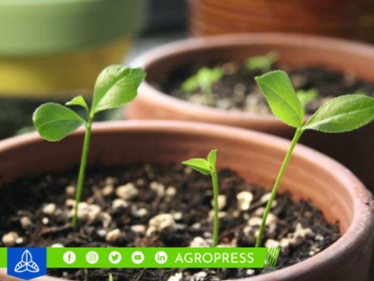 ¿Cómo plantar un árbol de limones en casa? Estos son los cuidados que debes tener