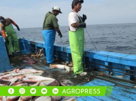 Bono Pescador 2023: ¿cuánto dinero recibirán los beneficiarios? bono pescador