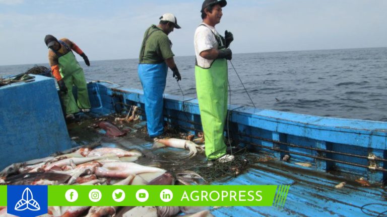 bono pescador