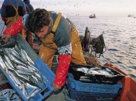 ¿Cuándo se emitirá el segundo pago del bono para pescadores artesanales en 2023? bono pescador