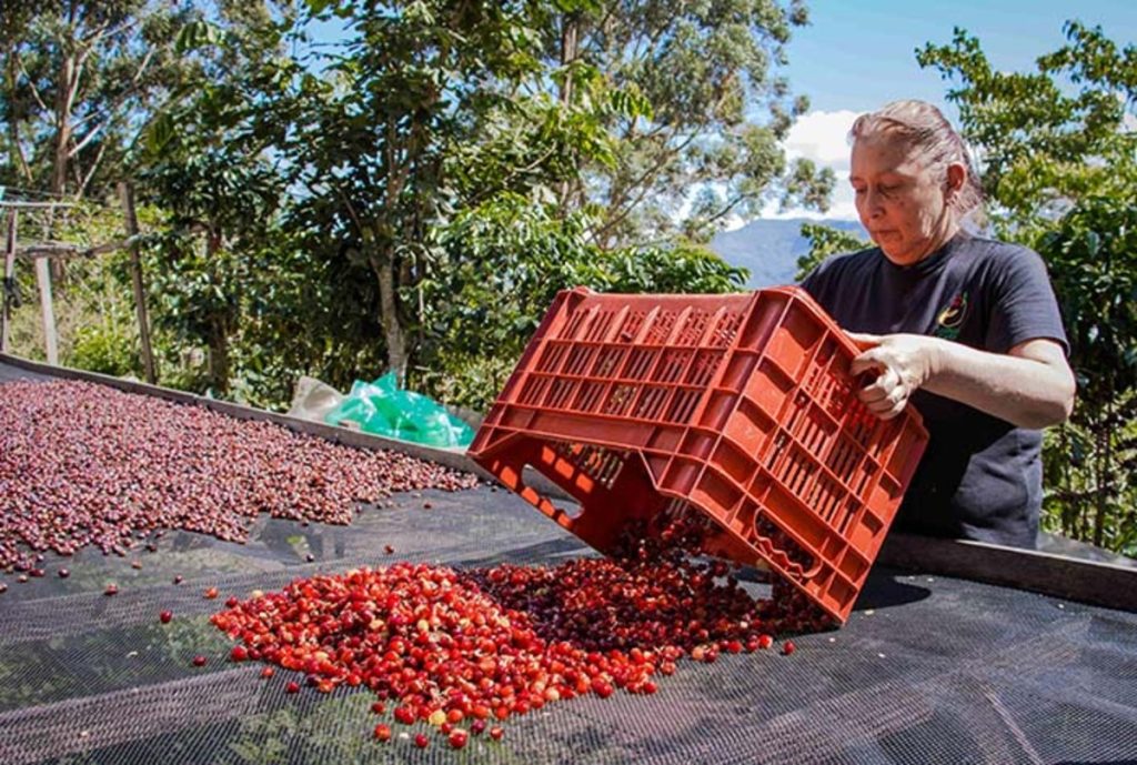 Las agroexportaciones peruanas rompen récord en agosto