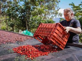 Las agroexportaciones peruanas rompen récord en agosto Las agroexportaciones peruanas rompen récord en agosto