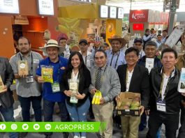 Café piurano cautivó el interés de compradores de Corea del Sur, Francia y Paraguay