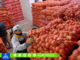 Perú bate récord al exportar 118,416 toneladas de cebolla cebolla