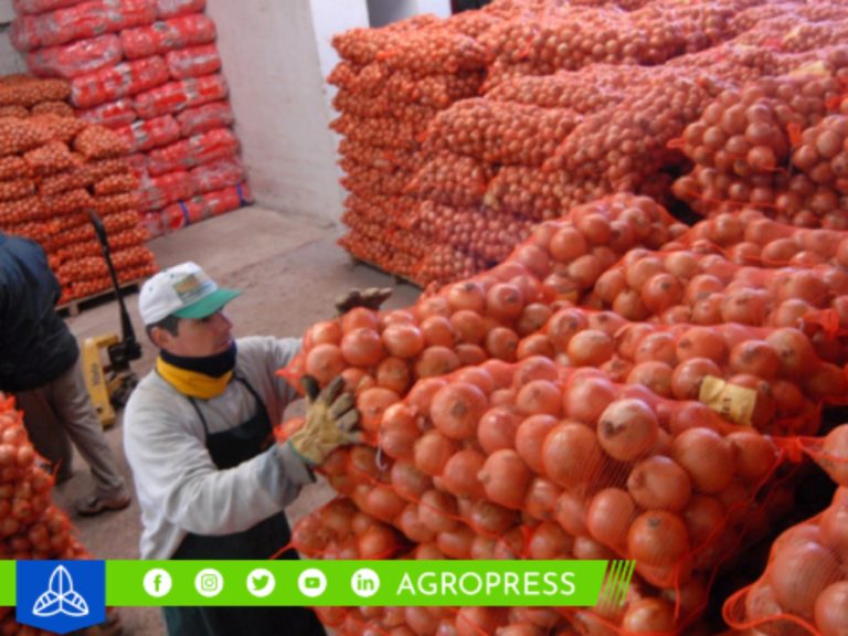 Perú bate récord al exportar 118,416 toneladas de cebolla