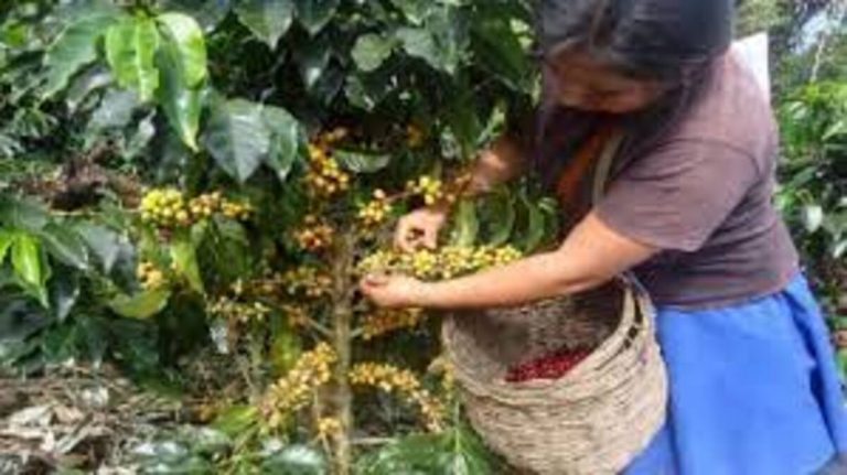 Piura enfrenta una disminución en la producción de mango, uva, banano y arándanos