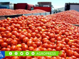 Amplias oportunidades comerciales en Brasil para la agricultura familiar peruana