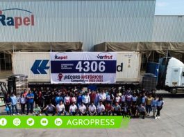 Verfrut sorprende al mercado japonés con la exportación pionera de uvas de la región de Piura