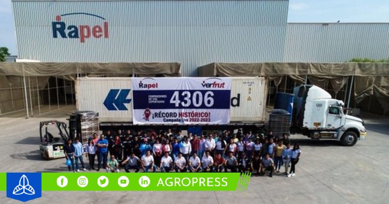 Verfrut sorprende al mercado japonés con la exportación pionera de uvas de la región de Piura