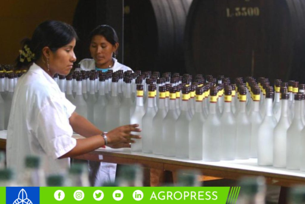 pisco