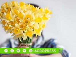 ¿Cuáles son las mejores flores amarillas para regalar el 21 de septiembre?