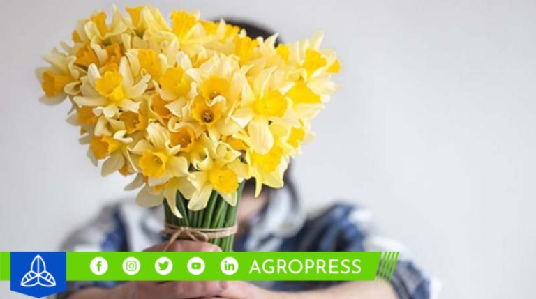 ¿Cuáles son las mejores flores amarillas para regalar el 21 de septiembre?