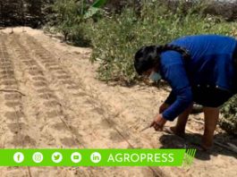 Exportación de 20 toneladas de frejol loctao desde el desierto de sechura en Piura con destino a Corea