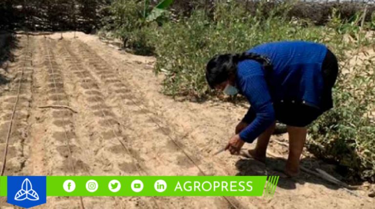 Exportación de 20 toneladas de frejol loctao desde el desierto de sechura en Piura con destino a Corea
