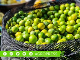 Precio del limón HOY 29 de setiembre limón