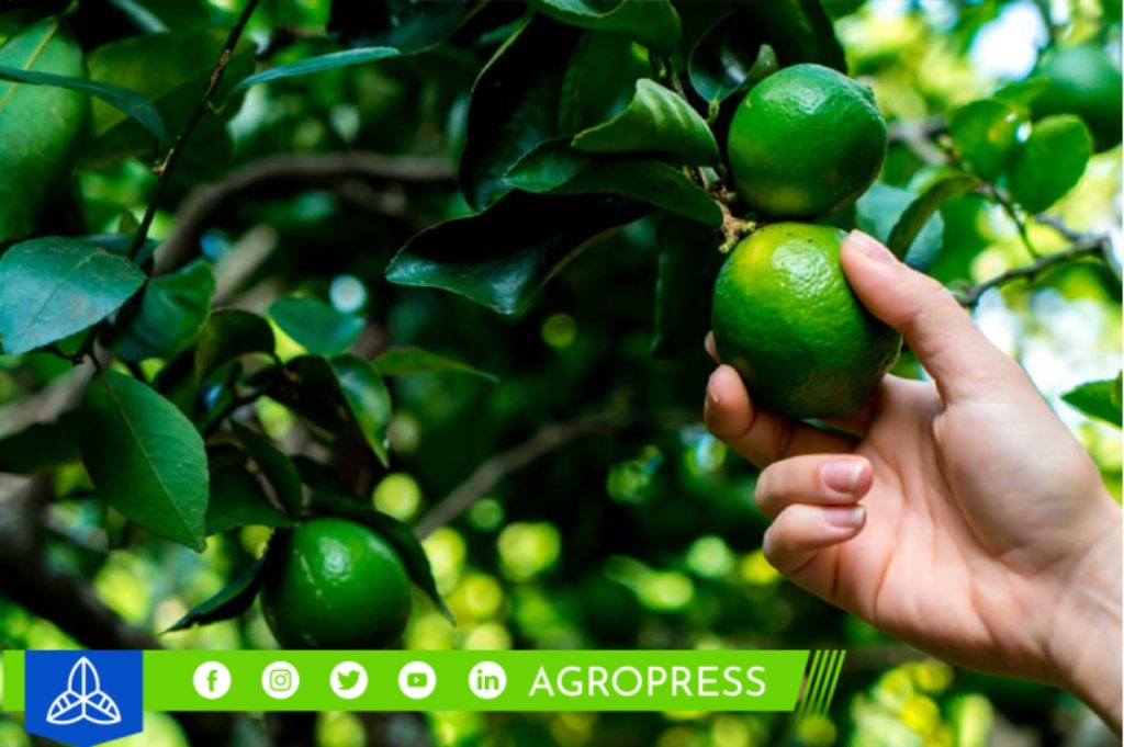 limón