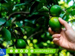 Precio del limón HOY 28 de setiembre limón