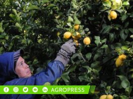 Actualización del precio del limón para el miércoles 13 de septiembre limón