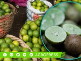 ¿Cómo es y cuánto cuesta el limón ‘pavita’ en Perú? limón pavita