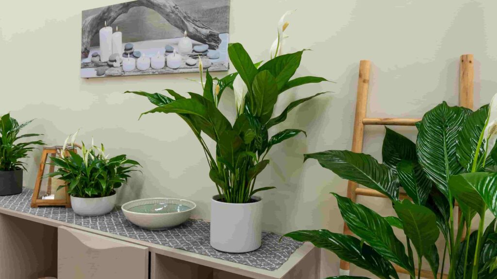 Conoce los beneficios de tener plantas en casa para tu salud y bienestar Conoce los beneficios de tener plantas en casa para tu salud y bienestar