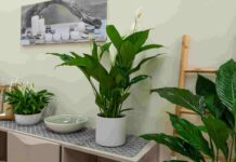 Conoce los beneficios de tener plantas en casa para tu salud y bienestar Conoce los beneficios de tener plantas en casa para tu salud y bienestar