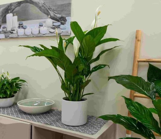 Conoce los beneficios de tener plantas en casa para tu salud y bienestar Conoce los beneficios de tener plantas en casa para tu salud y bienestar