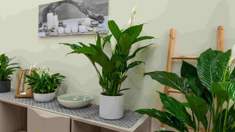 Conoce los beneficios de tener plantas en casa para tu salud y bienestar
