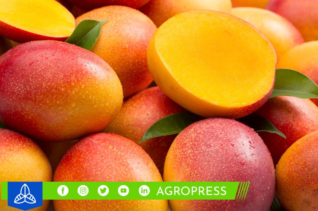 mango
