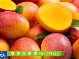 Impresionante aceleración en las exportaciones de mango fresco peruano mango