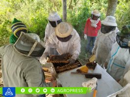 Apicultores de Huánuco buscan alcanzar las 8 toneladas de miel antes de fin de año