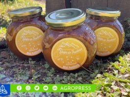 Emprendedoras piuranas abren camino en la comercialización de miel de abeja