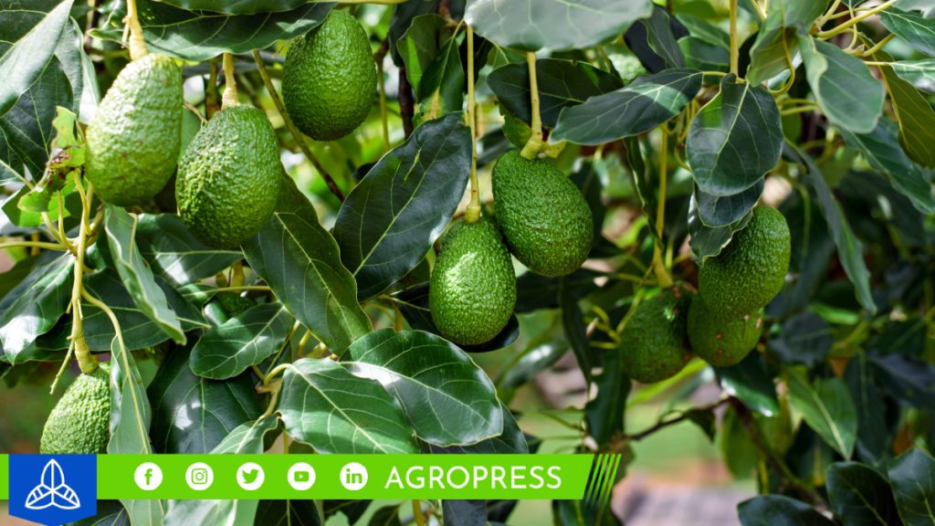 palta