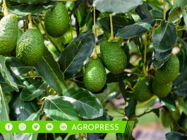 Las exportaciones de palta en ruta para establecer un nuevo récord al concluir 2023 palta