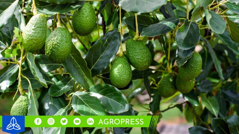 palta