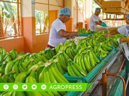 Productores de banano exploran oportunidades con puré orgánico en el mercado europeo banano