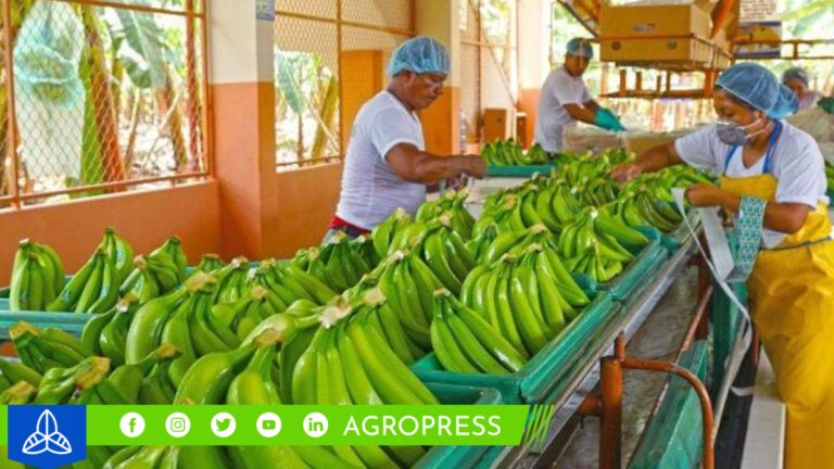 Productores de banano exploran oportunidades con puré orgánico en el mercado europeo
