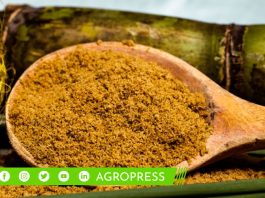 Día de la panela orgánica: ¿por qué se celebra el 23 de septiembre?