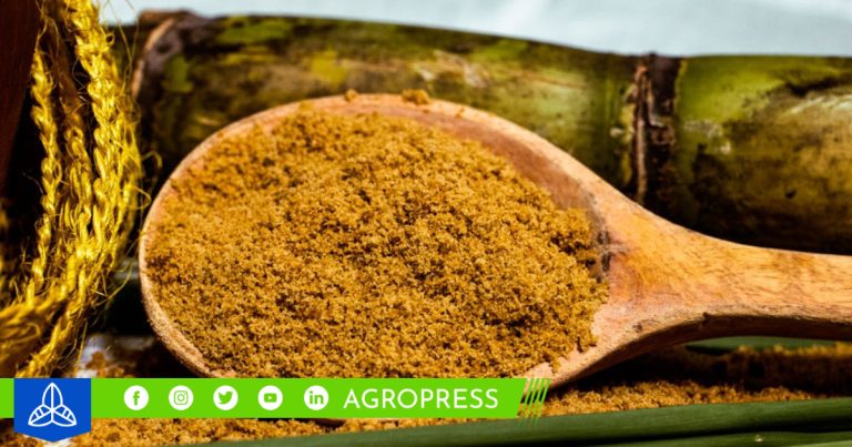 Día de la panela orgánica: ¿por qué se celebra el 23 de septiembre?