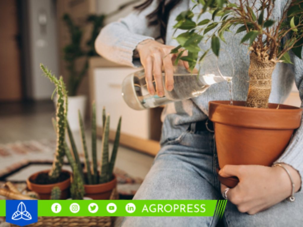 plantas en el hogar