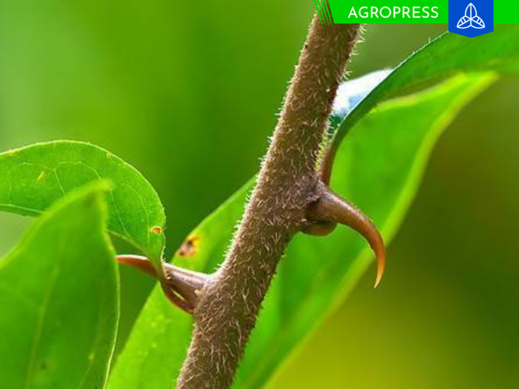 Plantas medicinales del Perú: especies tradicionales y sus usos Plantas medicinales del Perú: especies tradicionales y sus usos
