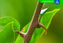 Plantas medicinales del Perú: cuáles son y para qué sirven Plantas medicinales del Perú: especies tradicionales y sus usos
