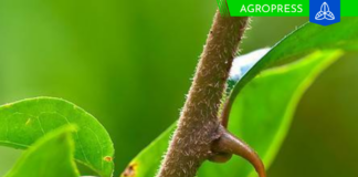 Plantas medicinales del Perú: cuáles son y para qué sirven Plantas medicinales del Perú: especies tradicionales y sus usos